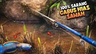 Cuma Mancing di SAWAH Dapat GABUS HIAS BIRU dan JUMBO‼️Snakehead Fishing (Dwarf Channa)