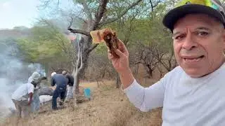 castrando una colmena de miel silvestre que bonita es la vida en el campo