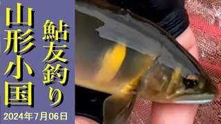 【鮎】山形県_小国川