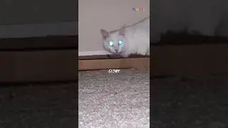 why cats eyes glows in the dark 😯