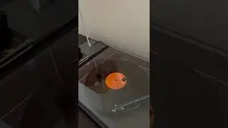REGA Planar 1 Plus and Marshall Acton III playing Five Years from David Bowie Ziggy Stardust