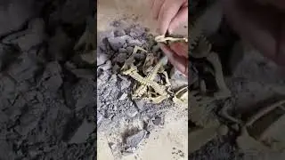 1677-7 Archaeological Dinosaur 🦕 Fossils