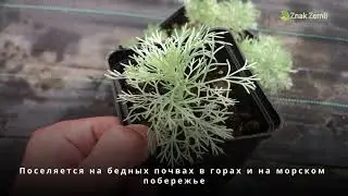 Полынь шмидта Nana
