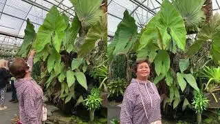 Cyrtosperma johnstonii...a huge Alocasia