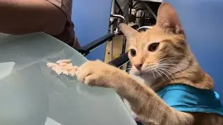 Cute Bobby enjoying his chicken dinner