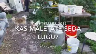 Korraga P&auml;rnu varjupaika j&otilde;udnud koerad on uutes kodudes