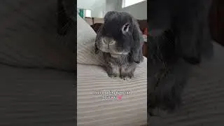 Surprise! Hope you have a hoppy day 💕 #bunny #love #cute