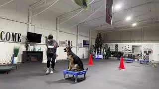 Mia & Bruno - Board and Train Program (Justin) 
