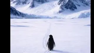 Viral Penguin | beloved  | Love |  Depression mood |  Woman's freedom | Why Viral Penguin video 