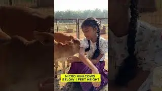 Cute little micro mini cows in my farm  #cow #minicow #shortvideos #goat #minicowshed #animals