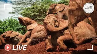 Rescued orphan baby elephants in Kenya | Sheldrick Trust