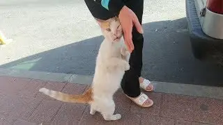 Cat standing up on hind legs for me to pet her