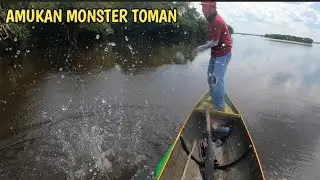 GILA TOMAN NGAMUK❗TRIPLE  STIKE  KAWAN || Mancing Toman Kalimantan