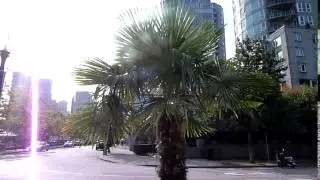 kangvbc travels  Vancouver palm trees