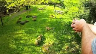 Oregon Zoo, Zebra and Southern Gerenuk in the Africa Savanna Exhibit