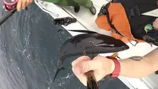 GoPro on gaff shows an albacore being brought into the boat
