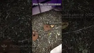 Утро на FNAF RP - Криминальная Россия!