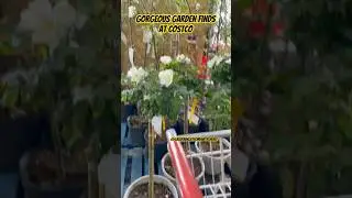 Costco Garden Center Shopping April 2025 #costcofinds #plantlove #roses #gardenshopping