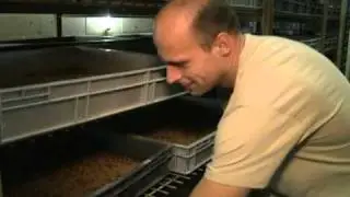 Insect meat: food of the future