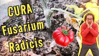 Ho provocato il Fusarium al Pomodoro e provo a curarlo