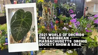 World Of Orchids The Caribbean - Massachusetts Orchid Society Show and Sale 2021