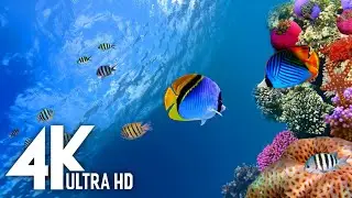 Tranquil Aquarium Collection: Relaxing underwater Ambience in 4K