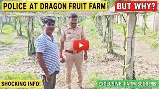 How to start Dragon fruit farm tips #dragonfruitfarm #kushinagar #fruitfarm #police #farmer #howto 
