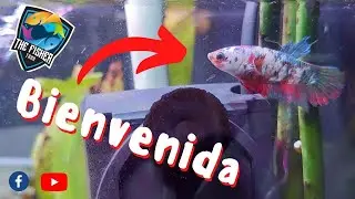 La pasamos al tanque principal | The Fisher Tank | Betta hembra |