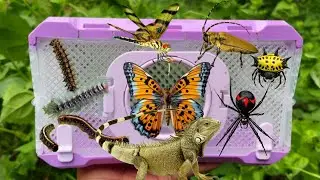 I am Hunter Insect In The Garden, I Showing Tropical a Caterpillar, Longhorn Beetle, Snail & Lizard