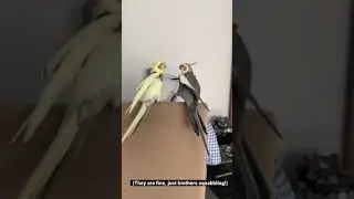 Cockatiel Parrot Brothers Fighting - Fight Night! #shorts | BirdNerdSophie
