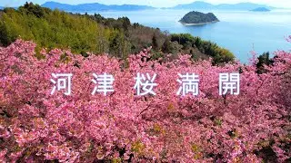 HEART ISLAND　自然が作り出したハートの島『河津桜満開』