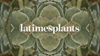 The new L.A. Times Plants section