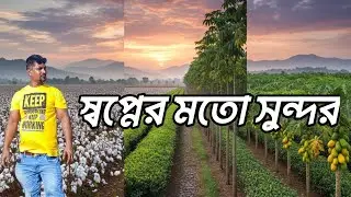 সবুজের রাজ্য তেতুলিয়া ২০২৬ 🌿 | Tea Garden + Papaya Garden | Natural Depression Relief
