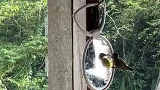 The Mirror Mystery: Uncovering the Tamsi Bird's Bizarre Behavior