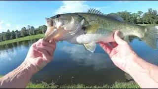 Find Big Bass In 