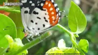 Nature ----- Red Pierrot Butterfly (Talicada Nyseus) 13th June  2020