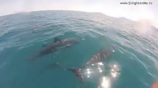 SWEET FREEDOM - Dolphins take you on a Joy Ride