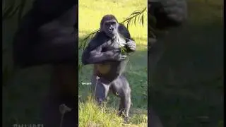 Bhai A ke ha 🤣 #surajroxcomedyvideo #surajroxcomedyvideo #bhikharicomedy #surajroxfunnyvideo