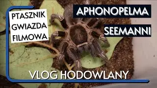 Aphonopelma seemanni. Dla kogo jest ten PTASZNIK i jakie WARUNKI mu stworzyć? Opis GATUNKOWY!