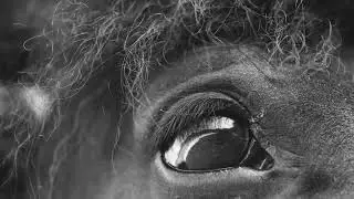 Laura Masotto - Dark Horse