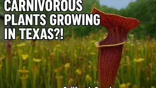 Carnivorous plants growing in Texas?! A deep dive into Sarracenia alata