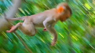 OH! Amazing baby Lynx fly jumping from the tree and running following mom Luna very fast🙈🐒