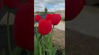 #tulip #music #travel #canadalife #canada #flowers