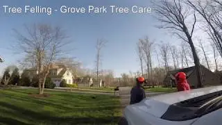 Tree felling by Grove Park Tree Care