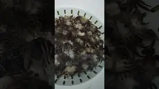 Baby crab 🦀 from mountain stream recipe #villagelife#crabrecipe#ruralliving#rurallife #ruralculture