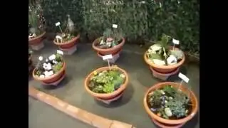 Flora 2016 Kecel