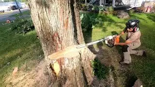 Dying maple trees in hamersville