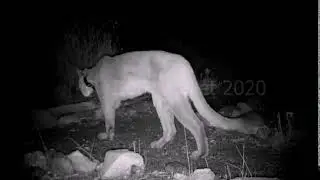 Fire-injured cougar spotted safe in the wild after treatment