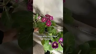 COMO CUIDAR DAS SUAS GLOXINIAS #plantas #jardim
