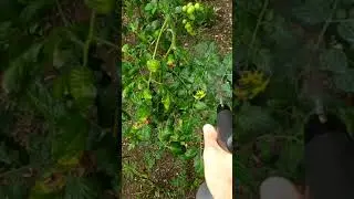 Gardena EasyPump Pulv&eacute;risateur &agrave; Pompe 1 l, G&eacute;nial
